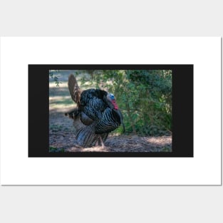 Profile of Displaying Wild Turkey Posters and Art